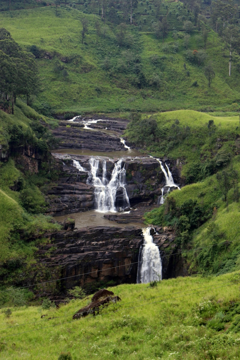 Tea Plantation
